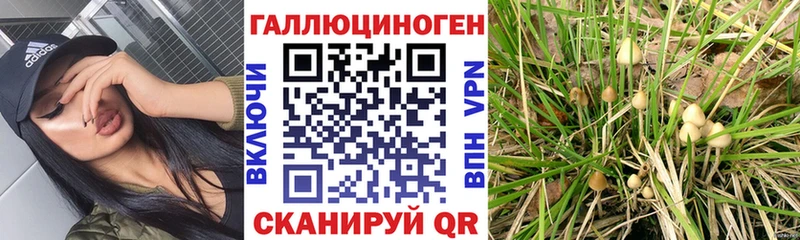 купить   Богородицк  кракен ссылки  Псилоцибиновые грибы прущие грибы 